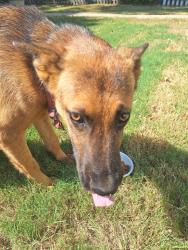 Found/Stray Female Dog last seen Centennial Park, Little Rock, AR 72202