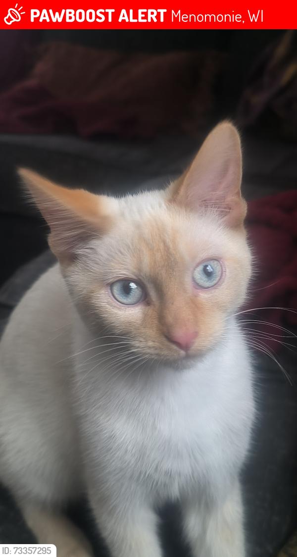 Lost Male Cat last seen Mathews st, Menomonie, WI 54751