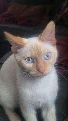 Lost Male Cat last seen Mathews st, Menomonie, WI 54751