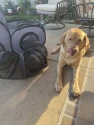 Reunited Male Dog last seen County line and Townsend, Plainfield, IL 60586
