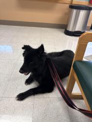 Found/Stray Male Dog last seen Fort Sam, San Antonio, TX 78234