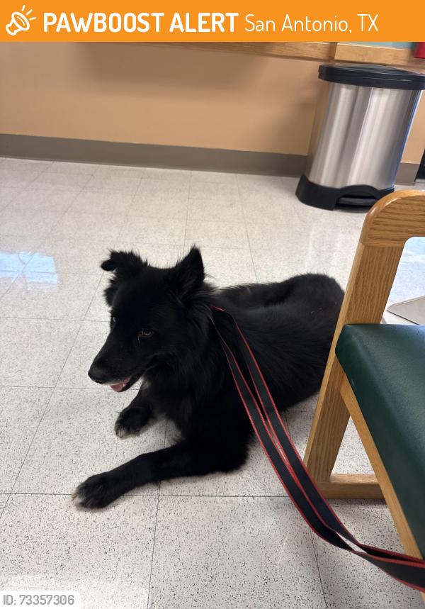 Found/Stray Male Dog last seen Fort Sam, San Antonio, TX 78234