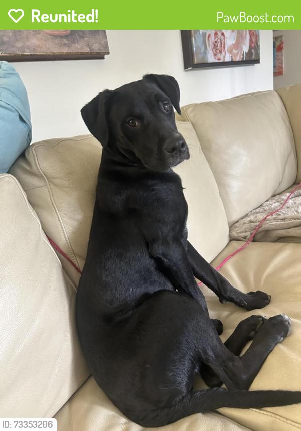 Reunited Female Dog last seen Midwestern University Enterance on 31st, Downers Grove, IL 60515