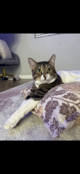 Reunited Male Cat last seen Solana Ridge apmts, Margarita Road/Solana Way, Temecula, CA 92591