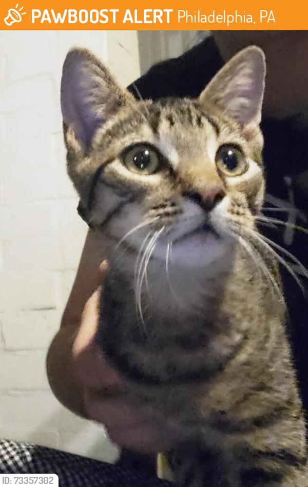 Found/Stray Male Cat last seen Near block of South Saint Bernard St, Philadelphia, PA 19143