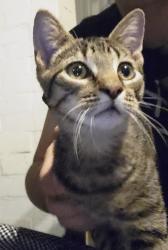 Found/Stray Male Cat last seen Near block of South Saint Bernard St, Philadelphia, PA 19143