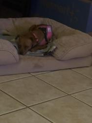 Lost Female Dog last seen Meadow Ln and Joya Loop, White Rock, NM 87547