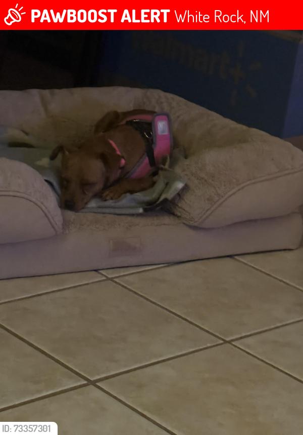 Lost Female Dog last seen Meadow Ln and Joya Loop, White Rock, NM 87547