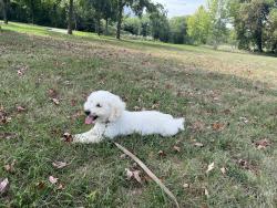 Lost Male Dog last seen Saint Anthony Parkway and Central, Minneapolis, MN 55413