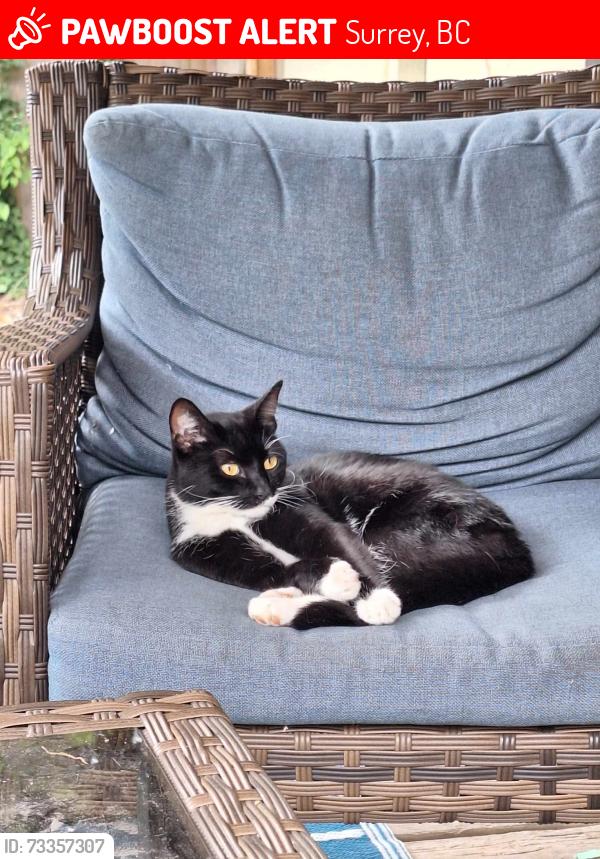 Lost Female Cat last seen Near st/96 ave, Surrey, BC 