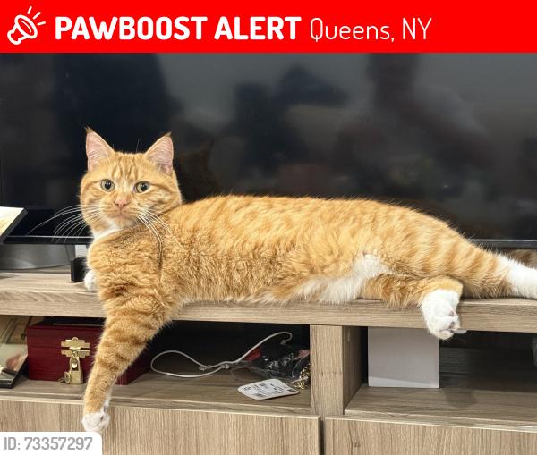 Lost Male Cat last seen Van Loon st and queens blvd, Queens, NY 11373