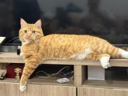 Lost Male Cat last seen Van Loon st and queens blvd, Queens, NY 11373