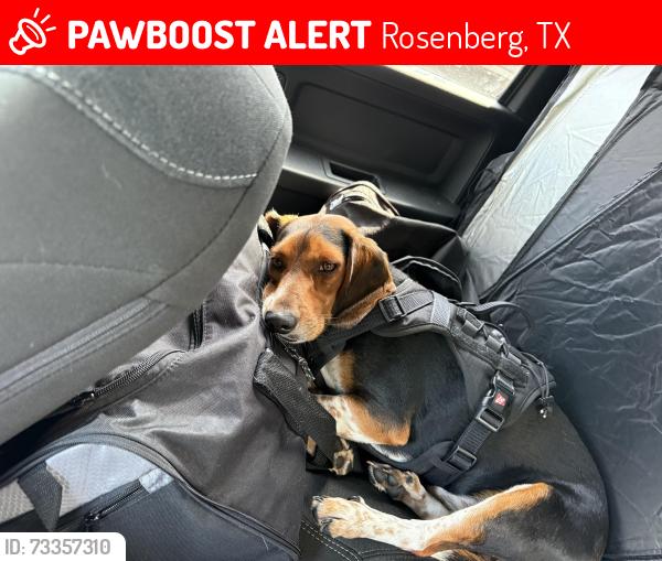 Lost Male Dog last seen Briarwood Crossing and hwy 36, Rosenberg, TX 77471