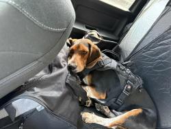 Lost Male Dog last seen Briarwood Crossing and hwy 36, Rosenberg, TX 77471