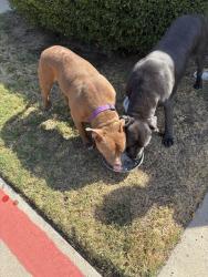 Found/Stray Male Dog last seen N Hills Sunny Woods Retirement they are now in Hurst Shelter, Hurst, TX 76054