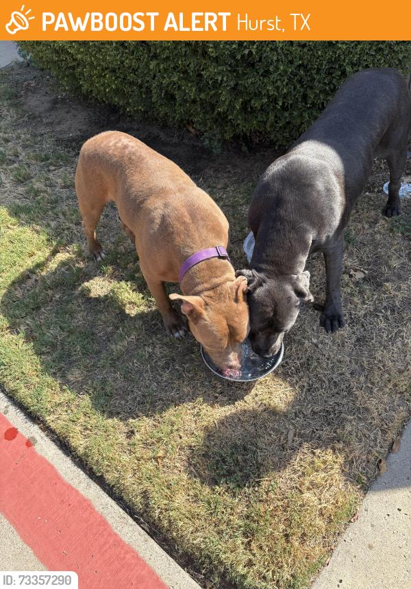 Found/Stray Male Dog last seen N Hills Sunny Woods Retirement they are now in Hurst Shelter, Hurst, TX 76054