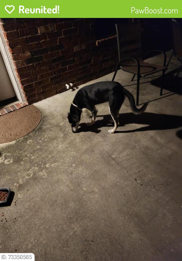 Reunited Male Dog last seen Atascocita Shores and Sunny Shores, 77346, Atascocita, TX 77346