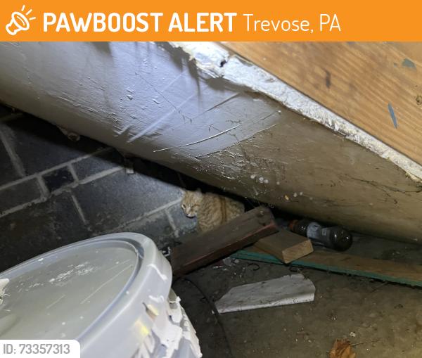 Found/Stray Unknown Cat last seen Old Trevose Road, Trevose, PA 19053