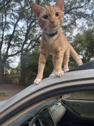Lost Male Cat last seen Pollo Guapo James Island, Charleston, SC 29412