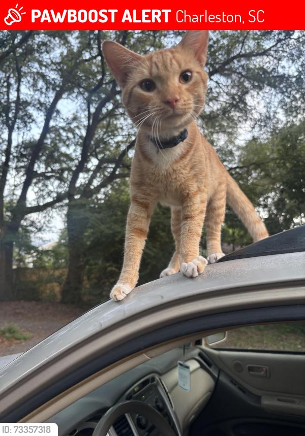Lost Male Cat last seen Pollo Guapo James Island, Charleston, SC 29412