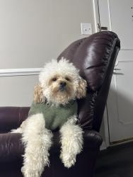 Lost Male Dog last seen Near trace ln Indianapolis, Indianapolis, IN 46260