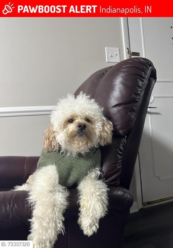 Lost Male Dog last seen Near trace ln Indianapolis, Indianapolis, IN 46260