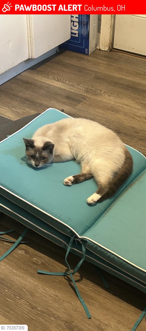 Lost Female Cat last seen Weber rd, Columbus, OH 43211