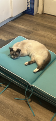 Lost Female Cat last seen Weber rd, Columbus, OH 43211