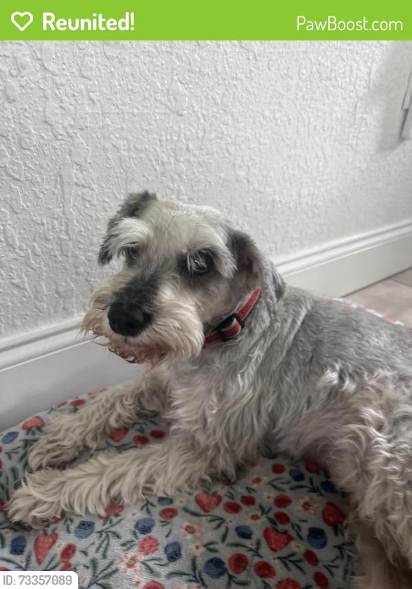 Reunited Male Dog last seen 30th Ave N & MLK/9th Street, St. Petersburg, FL 33704