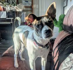 Lost Female Dog last seen We're located close to the entrance of the old Los Rios golf course in far east Plano. Closest intersection is Los Rios and Park. She disappeared from my yard around 10:30 PM last night., Plano, TX 75074