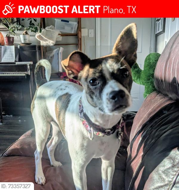 Lost Female Dog last seen We're located close to the entrance of the old Los Rios golf course in far east Plano. Closest intersection is Los Rios and Park. She disappeared from my yard around 10:30 PM last night., Plano, TX 75074