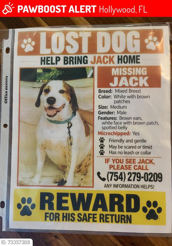 Lost Male Dog last seen Ran from Go Bistro on Hollywood Blvd towards Tyler street through the walkway with the statue of Joseph Young, Hollywood, FL 33020