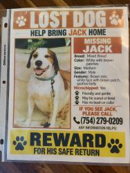 Lost Male Dog last seen Ran from Go Bistro on Hollywood Blvd towards Tyler street through the walkway with the statue of Joseph Young, Hollywood, FL 33020