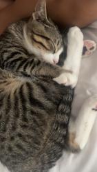 Reunited Male Cat last seen Not very sure, Glendale Heights, IL 60139