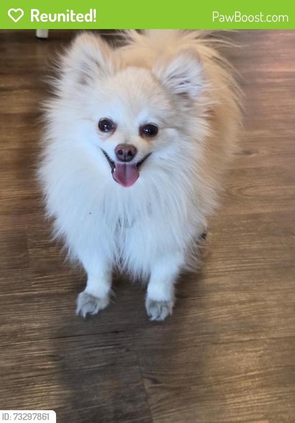 Reunited Male Dog last seen By Mayor Magrath South Starbucks, Lethbridge, AB 