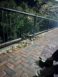 Found/Stray Unknown Cat last seen Massmills parking lot, Lowell, MA 01852