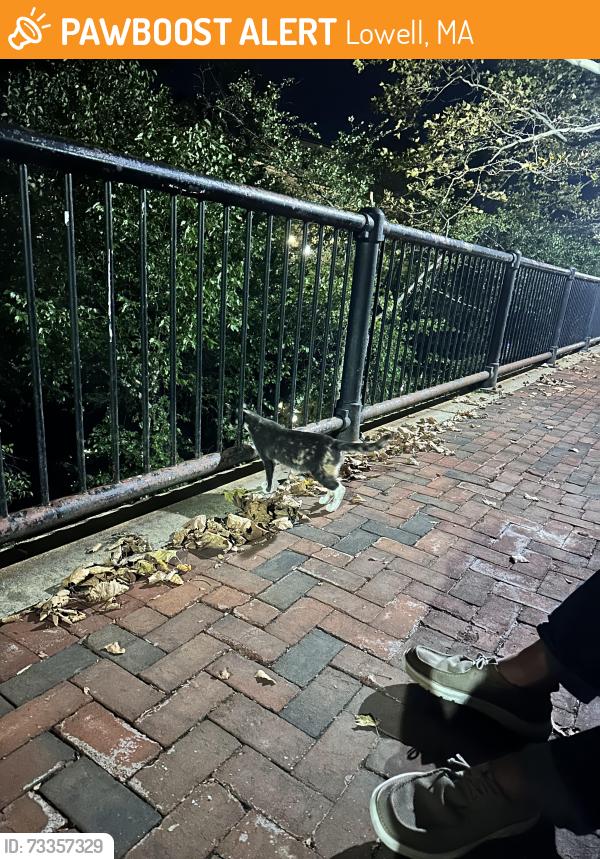 Found/Stray Unknown Cat last seen Massmills parking lot, Lowell, MA 01852