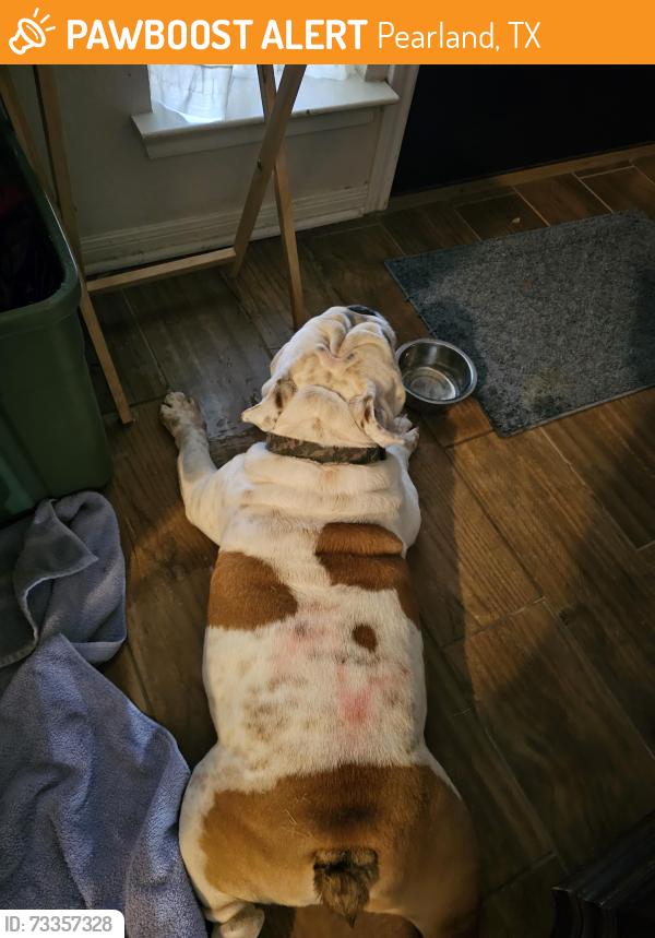 Surrendered Unknown Dog last seen Westwood subdivision, Pearland, TX 77581