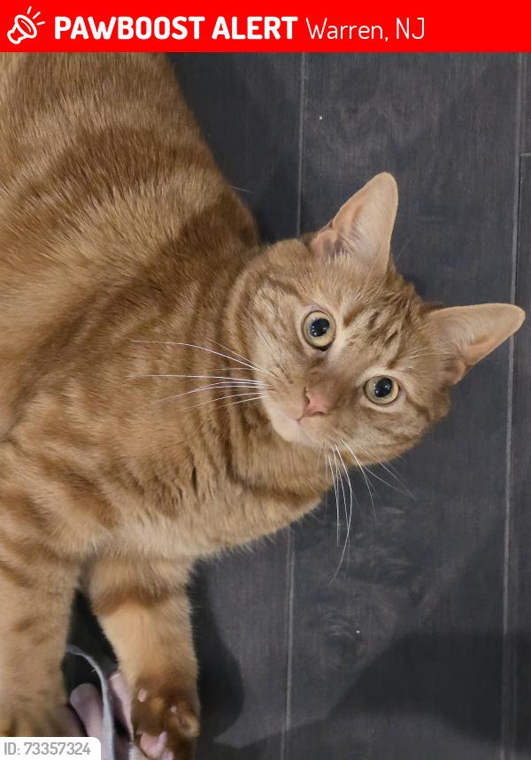 Lost Male Cat last seen Forest by Villas of Warren, Warren, NJ 07059