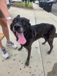 Reunited Male Dog last seen Golden and Lavern, Riverside, CA 92505