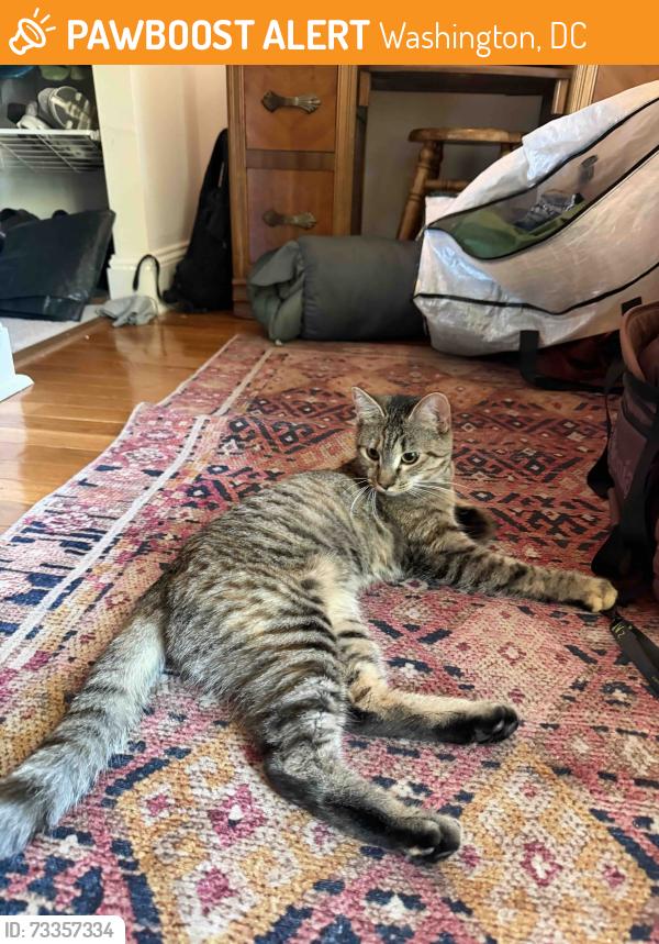 Found/Stray Female Cat last seen Meridian Hill Park NW, Washington, DC 20009