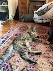 Found/Stray Female Cat last seen Meridian Hill Park NW, Washington, DC 20009