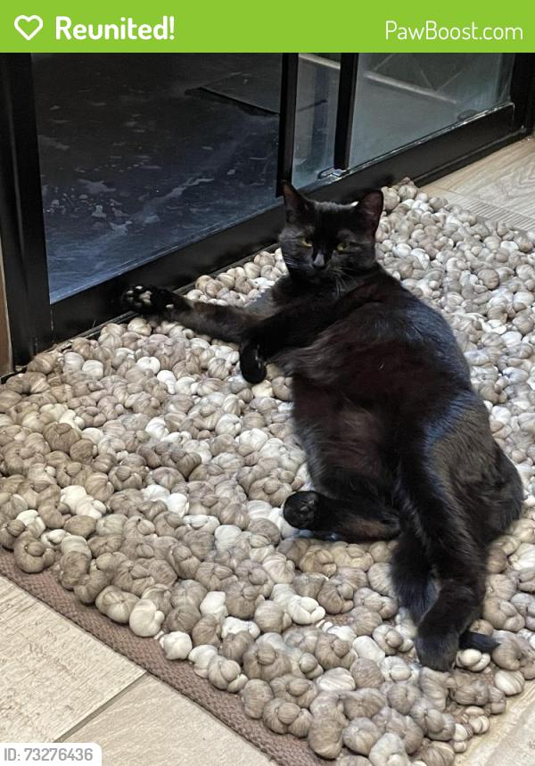Reunited Female Cat last seen Lincoln, Lincolnshire, England LN5 8AU