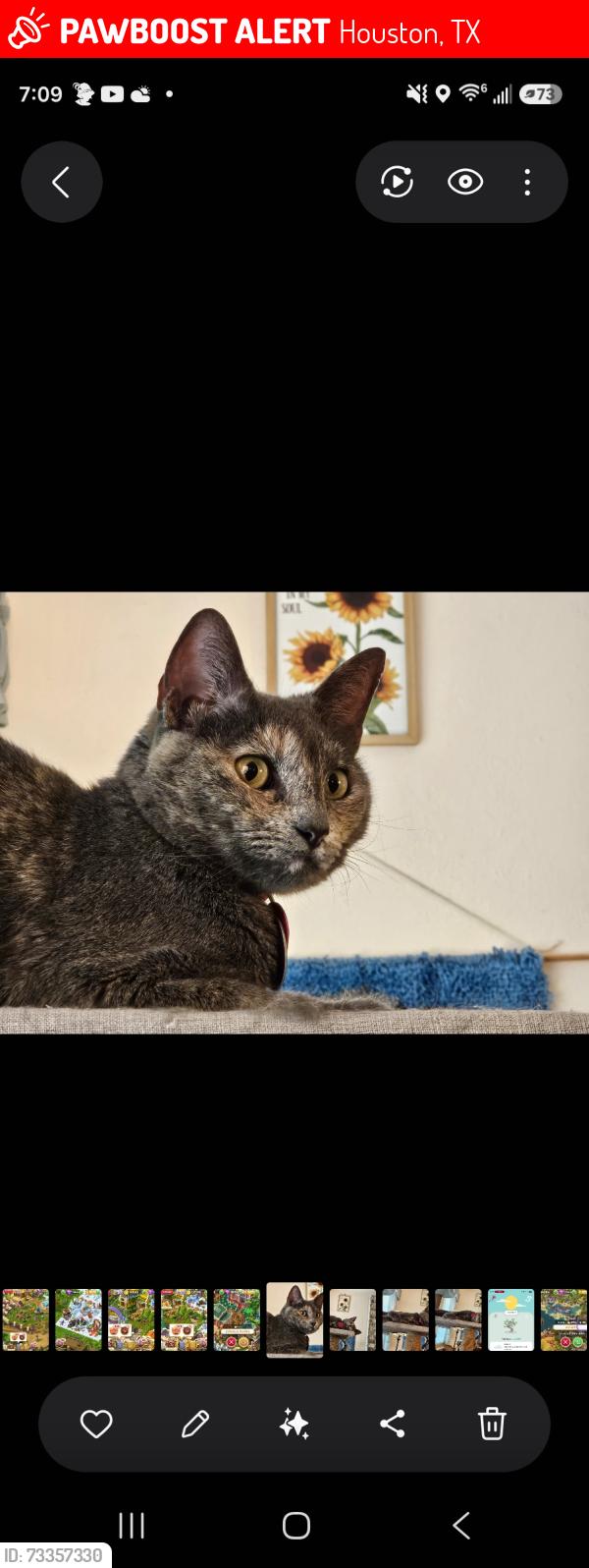 Lost Female Cat last seen Middlebrook Subdivision, Houston, TX 77059