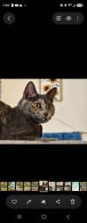 Lost Female Cat last seen Middlebrook Subdivision, Houston, TX 77059