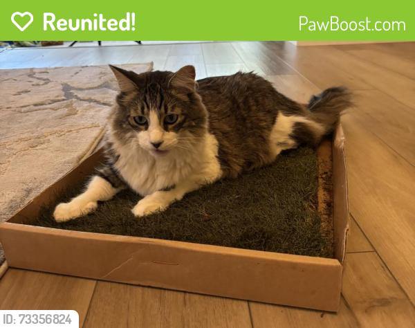 Reunited Male Cat last seen NW 94 Av and W. Oakland Park Blvd - Welleby, Sunrise, FL 33351
