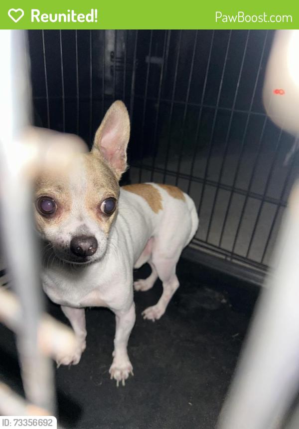 Reunited Male Dog last seen Gridley Rd & Ferina St, Norwalk, CA 90650