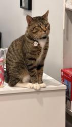 Lost Male Cat last seen V3S8C6, Surrey, BC V3S 8W1
