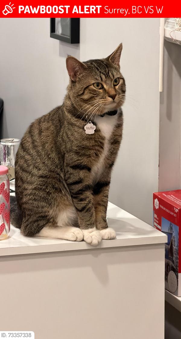 Lost Male Cat last seen V3S8C6, Surrey, BC V3S 8W1
