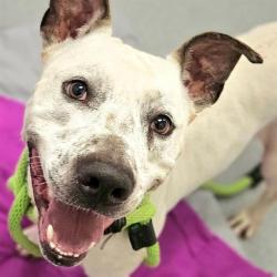 Shelter Stray Male Dog last seen Near, 5001 E Raymond St, Indianapolis, IN 46203, USA